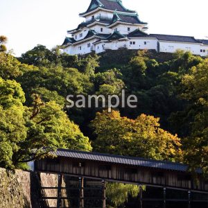 和歌山城1の画像