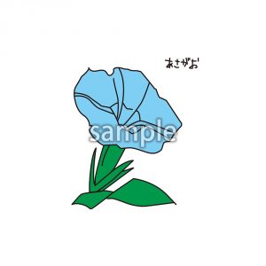 あさがおの画像