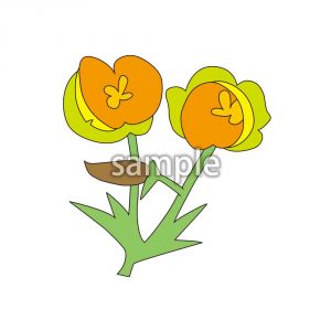 おおまつよいぐさの画像