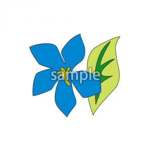 ききょうの画像