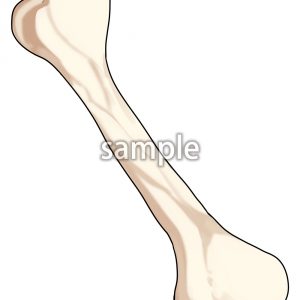 骨の画像