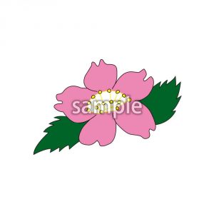 さざんかの画像