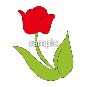 チューリップの画像
