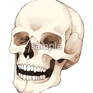 頭蓋骨の画像