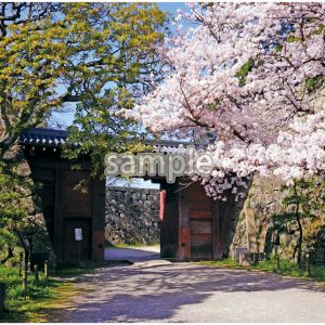 桜　城門の画像