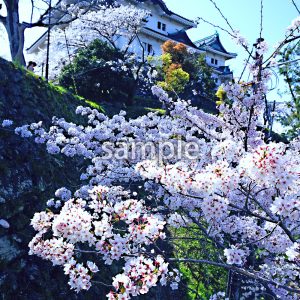 桜　和歌山城の画像