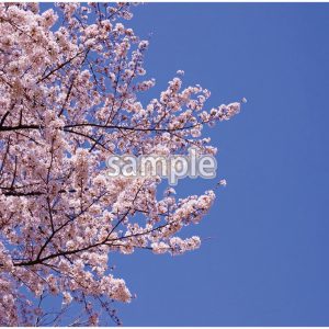 桜の画像