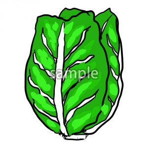 白菜の画像