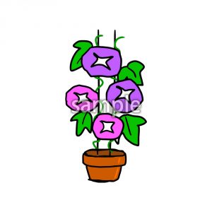 アサガオの画像