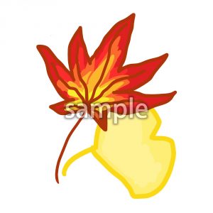 紅葉　の画像