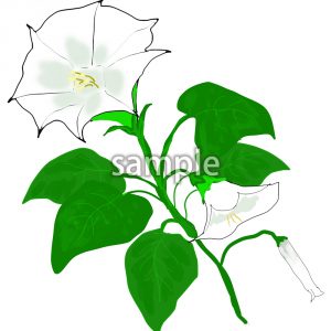 ダチュラ（チョウセンアサガオ）の画像