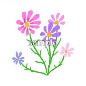 コスモスの画像