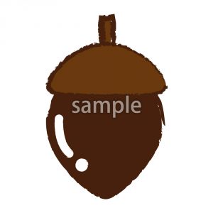 ドングリの画像