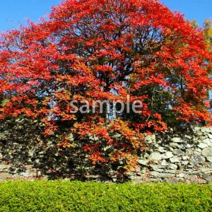 紅葉01の画像