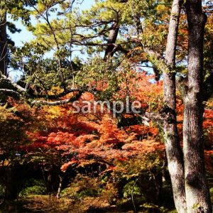 紅葉17の画像