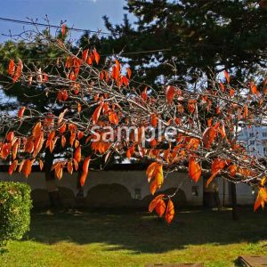 紅葉12の画像