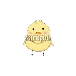 ひよこの画像