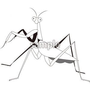 カマキリ02の画像