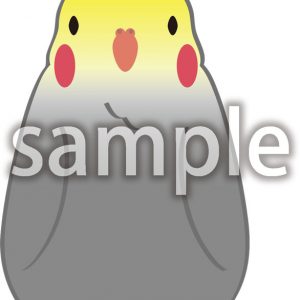 オカメインコ02の画像