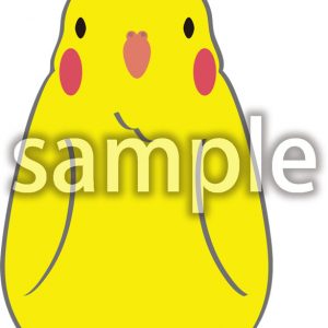 オカメインコ03の画像