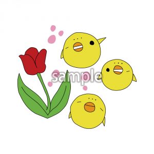 ひよことチューリップの画像