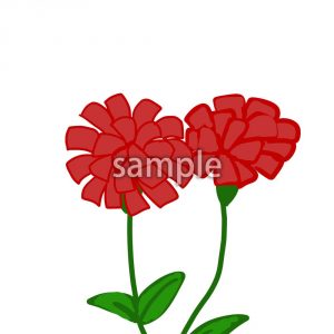 カーネーションの画像