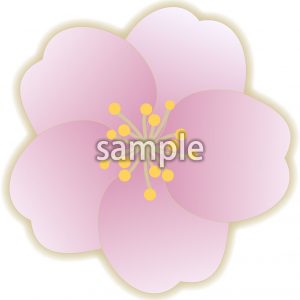 桜の花びらの画像