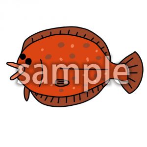 鮃（ヒラメ）の画像