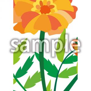 マリーゴールドの画像