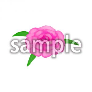 カーネーションの画像