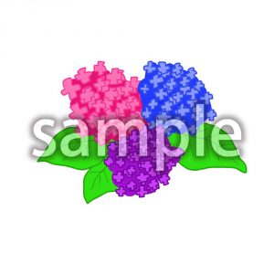 梅雨アジサイの画像