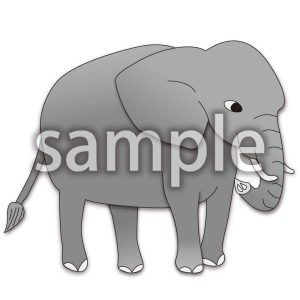 ゾウの画像