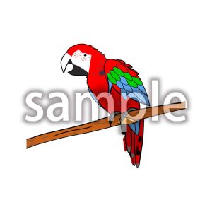 ベニコンゴウインコの画像