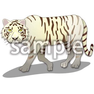 ホワイトタイガーの画像