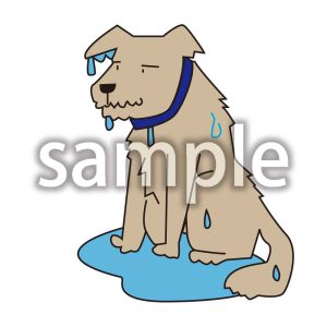 濡れた犬の画像