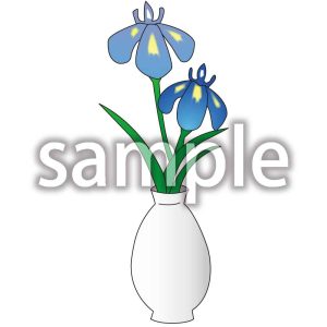 菖蒲の画像