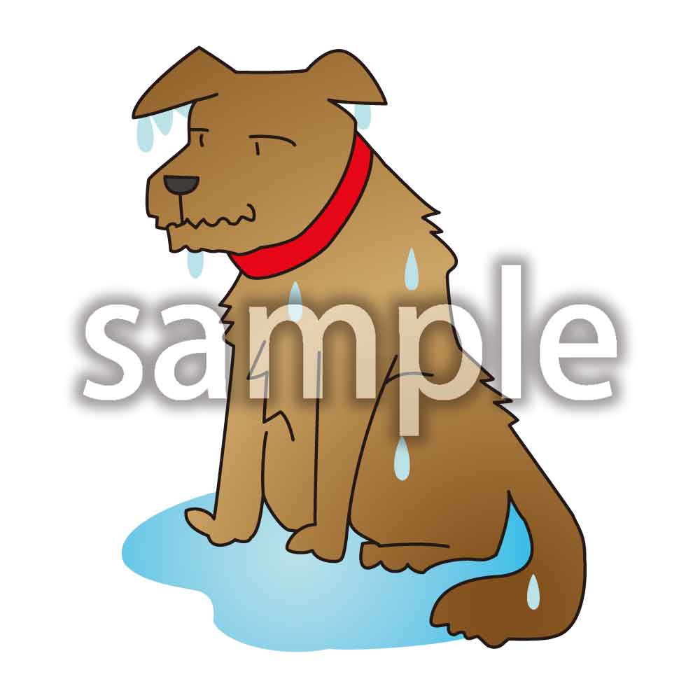 クリエイターズ フリー 素材集 無料イラスト 無料写真 無料音楽ずぶ濡れの犬 クリエイターズ フリー 素材集 無料イラスト 無料写真 無料音楽