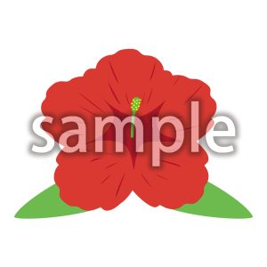 ハイビスカスの画像