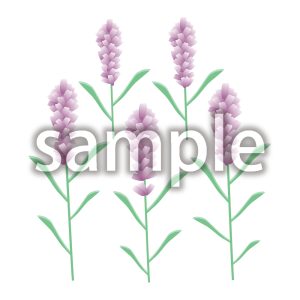 ラベンダーの画像