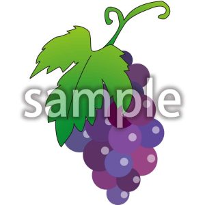 ぶどうの画像