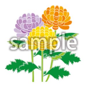 菊の画像