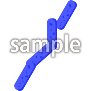 ウェルシュ菌の画像