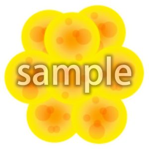 黄色ブドウ球菌の画像