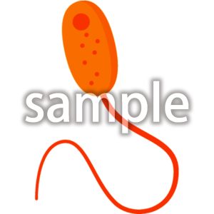 ビブリオ・バルニフィカスの画像