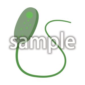 腸炎ビブリオの画像