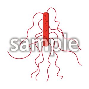 リステリア・モノサイトゲネスの画像