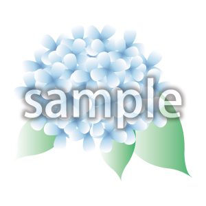 アジサイの画像