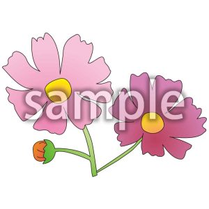 コスモスの画像