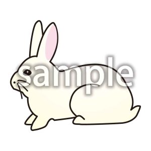 うさぎ3の画像