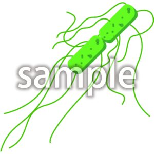 セレウス菌の画像